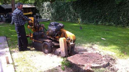 Bomen rooien Sas van Gent